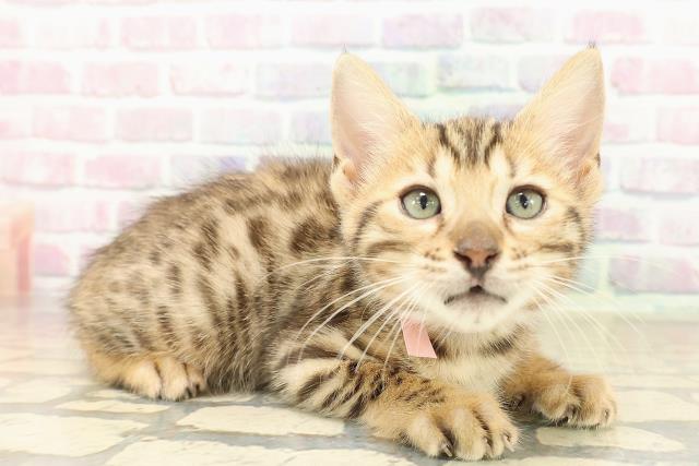 北海道のベンガル (Coo&RIKU室蘭店/2025年9月26日生まれ/女の子/ブラウンスポットタビー)の子猫の3枚目の画像