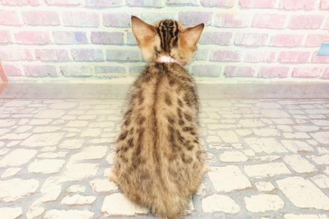 北海道のベンガル (Coo&RIKU室蘭店/2025年9月26日生まれ/女の子/ブラウンスポットタビー)の子猫の4枚目の画像
