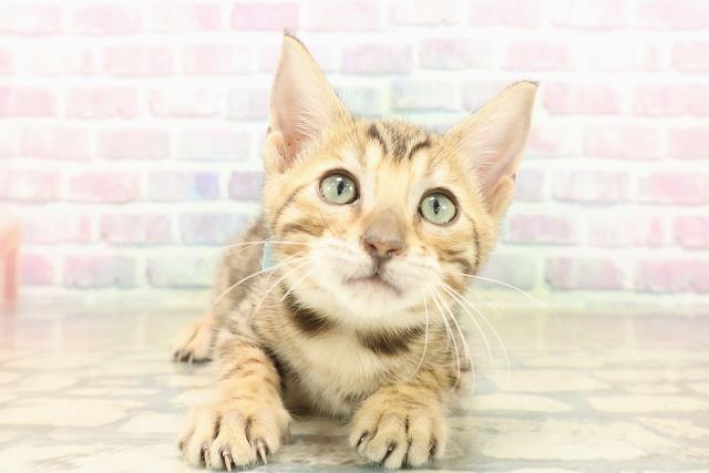 岩手県のベンガル (Coo&RIKU一関店/2025年9月26日生まれ/男の子/ブラウンスポットタビー)の子猫の1枚目の画像