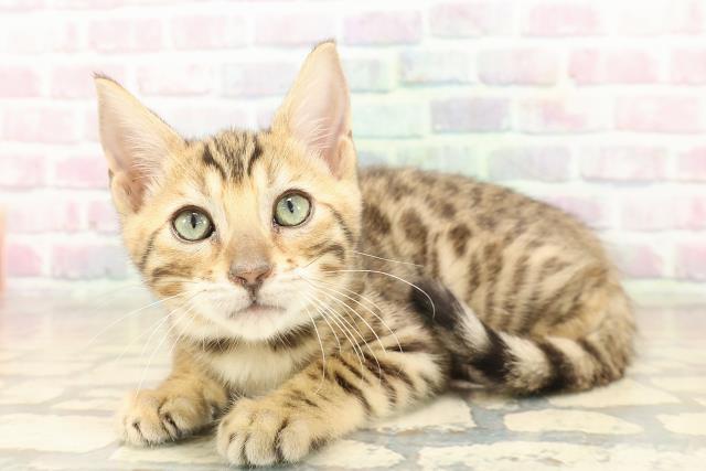 岩手県のベンガル (Coo&RIKU一関店/2025年9月26日生まれ/男の子/ブラウンスポットタビー)の子猫の2枚目の画像