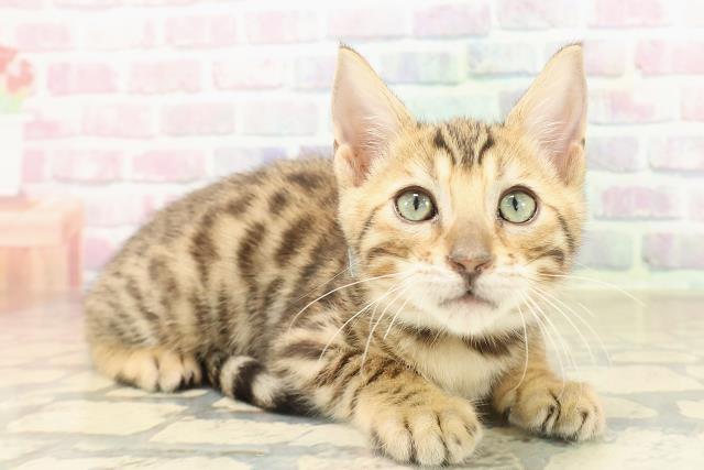 岩手県のベンガル (Coo&RIKU一関店/2025年9月26日生まれ/男の子/ブラウンスポットタビー)の子猫の3枚目の画像