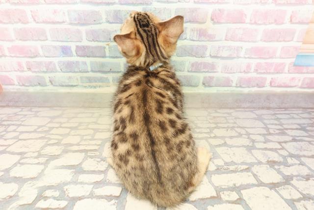 岩手県のベンガル (Coo&RIKU一関店/2025年9月26日生まれ/男の子/ブラウンスポットタビー)の子猫の4枚目の画像