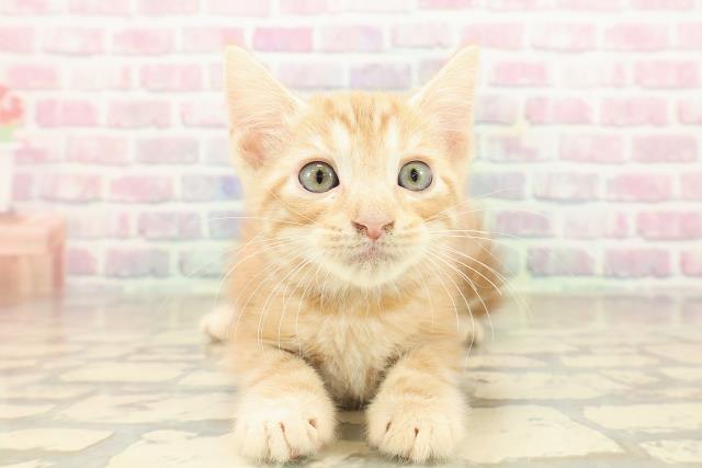 東京都のアメリカンショートヘアー (Coo&RIKU新小岩店/2025年9月22日生まれ/男の子/レッドタビー)の子猫の1枚目の画像