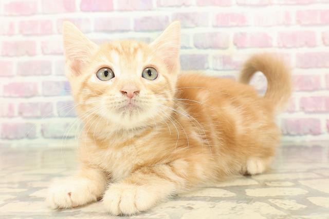 東京都のアメリカンショートヘアー (Coo&RIKU新小岩店/2025年9月22日生まれ/男の子/レッドタビー)の子猫の2枚目の画像