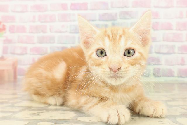 東京都のアメリカンショートヘアー (Coo&RIKU新小岩店/2025年9月22日生まれ/男の子/レッドタビー)の子猫の3枚目の画像