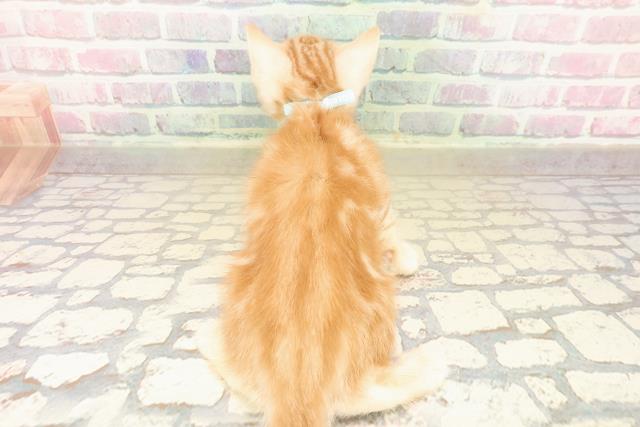 東京都のアメリカンショートヘアー (Coo&RIKU新小岩店/2025年9月22日生まれ/男の子/レッドタビー)の子猫の4枚目の画像