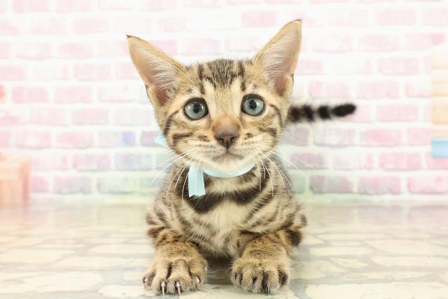 宮城県のベンガル (Coo&RIKU石巻店/2025年9月22日生まれ/男の子/ブラウンスポットタビー)の子猫の1枚目の画像