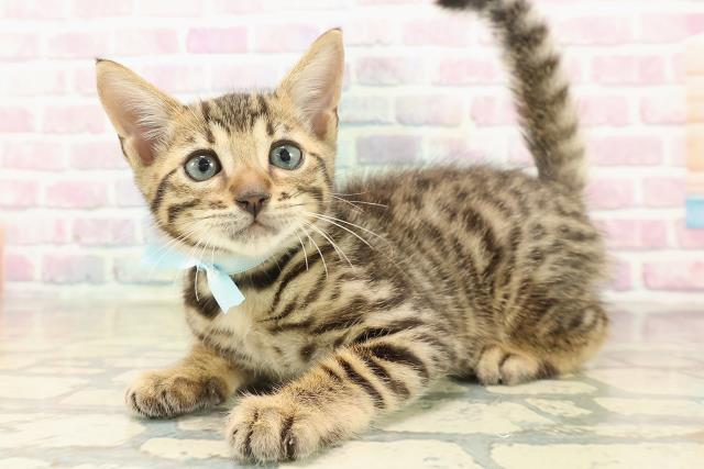 宮城県のベンガル (Coo&RIKU石巻店/2025年9月22日生まれ/男の子/ブラウンスポットタビー)の子猫の2枚目の画像