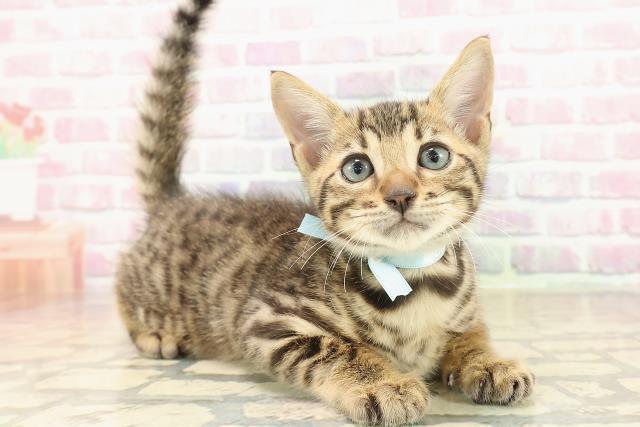 宮城県のベンガル (Coo&RIKU石巻店/2025年9月22日生まれ/男の子/ブラウンスポットタビー)の子猫の3枚目の画像
