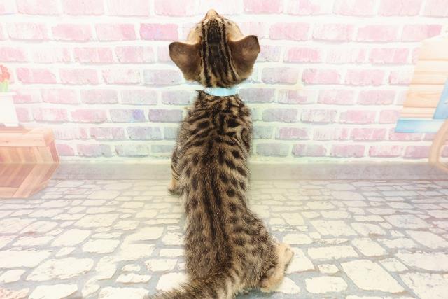 宮城県のベンガル (Coo&RIKU石巻店/2025年9月22日生まれ/男の子/ブラウンスポットタビー)の子猫の4枚目の画像