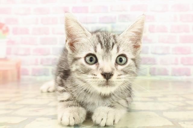 東京都のアメリカンショートヘアー (Coo&RIKU秋葉原店/2025年9月23日生まれ/男の子/シルバータビー)の子猫の1枚目の画像