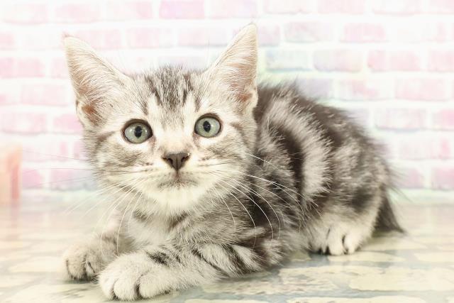 東京都のアメリカンショートヘアー (Coo&RIKU秋葉原店/2025年9月23日生まれ/男の子/シルバータビー)の子猫の2枚目の画像