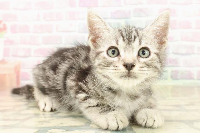 東京都のアメリカンショートヘアー (Coo&RIKU秋葉原店/2025年9月23日生まれ/男の子/シルバータビー)の子猫の3枚目の画像