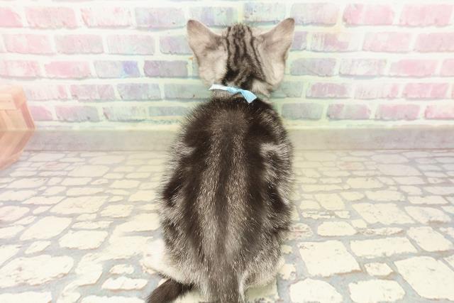 東京都のアメリカンショートヘアー (Coo&RIKU秋葉原店/2025年9月23日生まれ/男の子/シルバータビー)の子猫の4枚目の画像