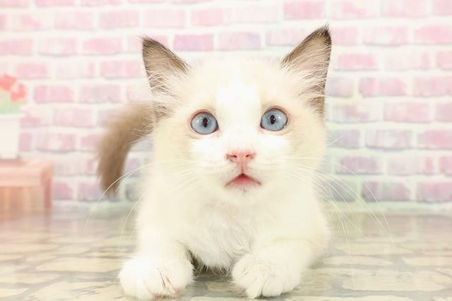 北海道のラグドール (Coo&RIKU釧路店/2025年9月11日生まれ/女の子/シールポイントバイカラー)の子猫の1枚目の画像