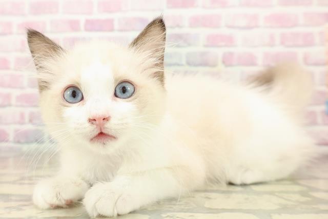 北海道のラグドール (Coo&RIKU釧路店/2025年9月11日生まれ/女の子/シールポイントバイカラー)の子猫の2枚目の画像