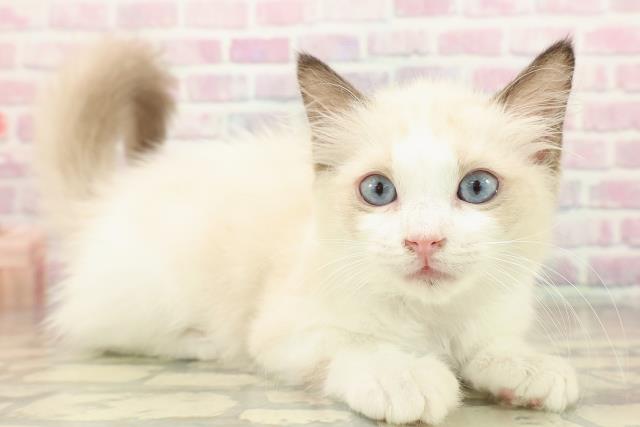 北海道のラグドール (Coo&RIKU釧路店/2025年9月11日生まれ/女の子/シールポイントバイカラー)の子猫の3枚目の画像