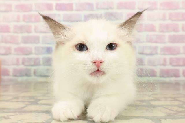北海道のラグドール (Coo&RIKU室蘭店/2025年9月11日生まれ/女の子/シールポイントバイカラー)の子猫