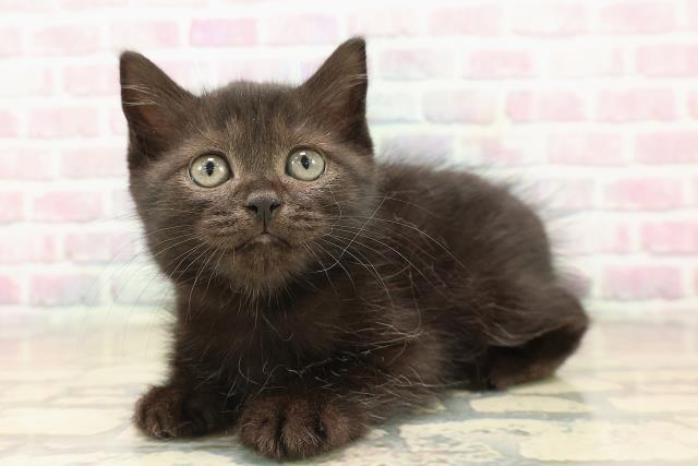岩手県のスコティッシュフォールド (Coo&RIKU一関店/2025年9月22日生まれ/女の子/ブラック)の子猫の2枚目の画像
