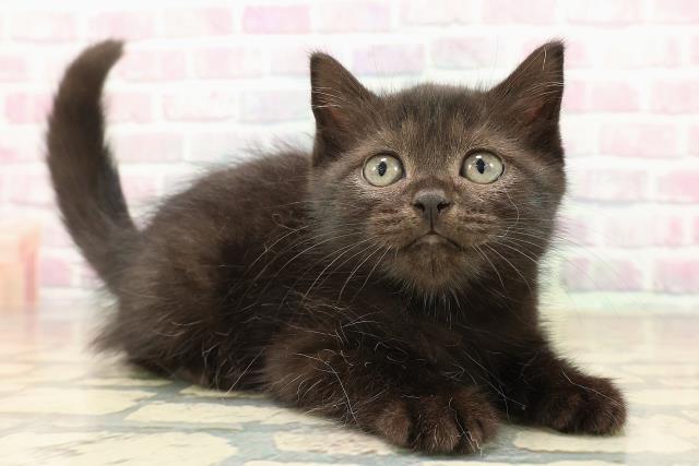 岩手県のスコティッシュフォールド (Coo&RIKU一関店/2025年9月22日生まれ/女の子/ブラック)の子猫の3枚目の画像