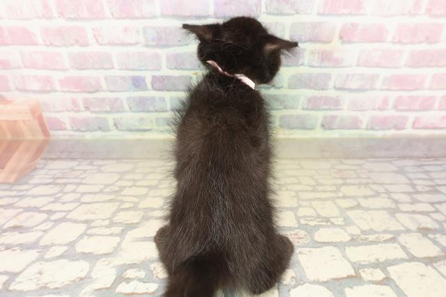 岩手県のスコティッシュフォールド (Coo&RIKU一関店/2025年9月22日生まれ/女の子/ブラック)の子猫の4枚目の画像