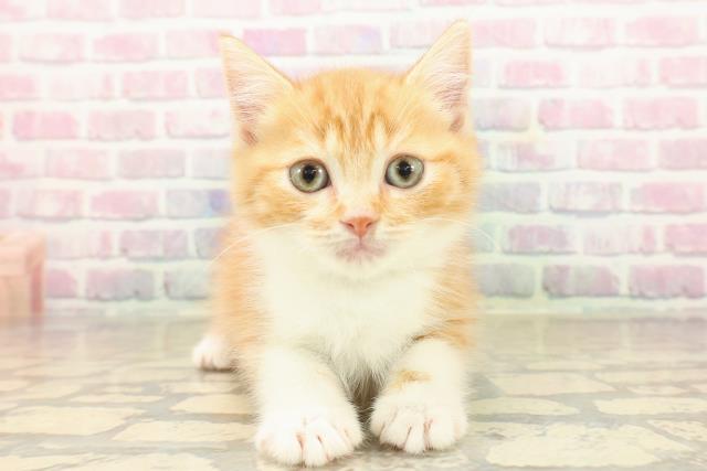 宮城県のスコティッシュフォールド (Coo&RIKU石巻店/2025年9月22日生まれ/男の子/レッドタビーホワイト)の子猫の1枚目の画像