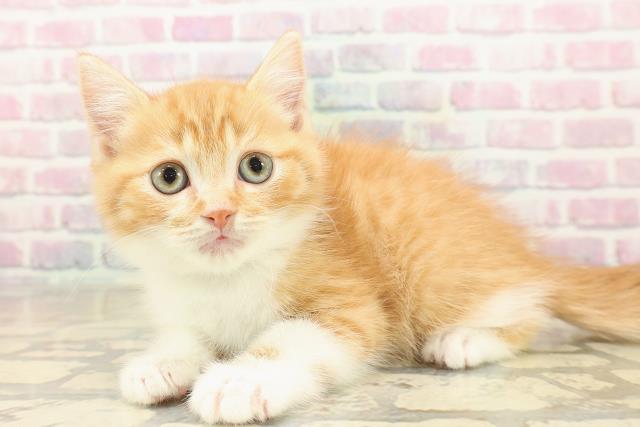 宮城県のスコティッシュフォールド (Coo&RIKU石巻店/2025年9月22日生まれ/男の子/レッドタビーホワイト)の子猫の2枚目の画像