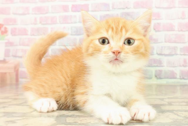 宮城県のスコティッシュフォールド (Coo&RIKU石巻店/2025年9月22日生まれ/男の子/レッドタビーホワイト)の子猫の3枚目の画像