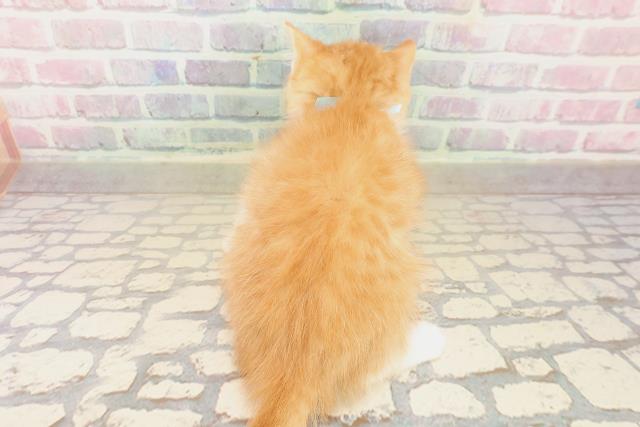 宮城県のスコティッシュフォールド (Coo&RIKU石巻店/2025年9月22日生まれ/男の子/レッドタビーホワイト)の子猫の4枚目の画像