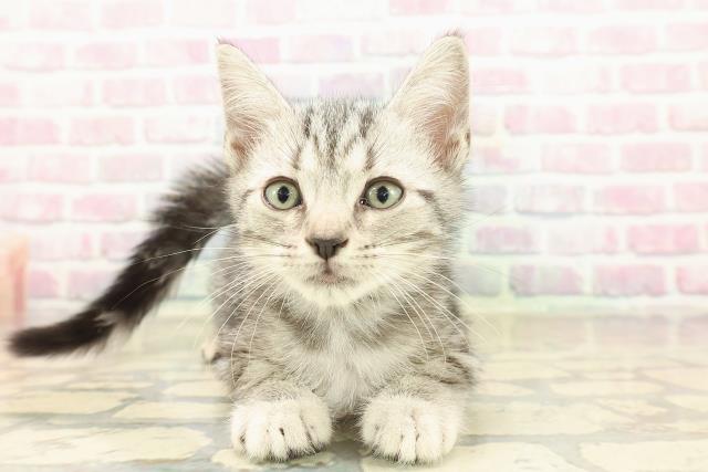 東京都のアメリカンショートヘアー (Coo&RIKU高円寺店/2025年9月23日生まれ/男の子/シルバータビー)の子猫の1枚目の画像