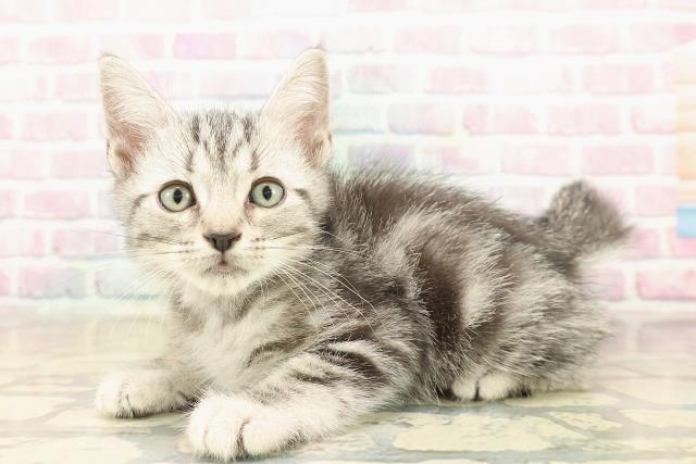 東京都のアメリカンショートヘアー (Coo&RIKU高円寺店/2025年9月23日生まれ/男の子/シルバータビー)の子猫の2枚目の画像