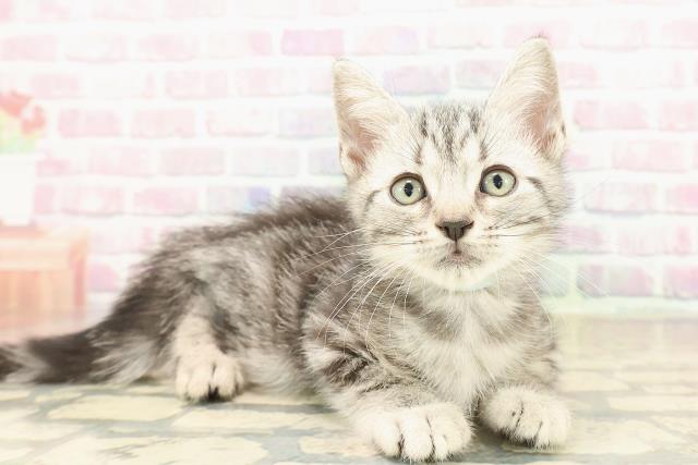 東京都のアメリカンショートヘアー (Coo&RIKU高円寺店/2025年9月23日生まれ/男の子/シルバータビー)の子猫の3枚目の画像