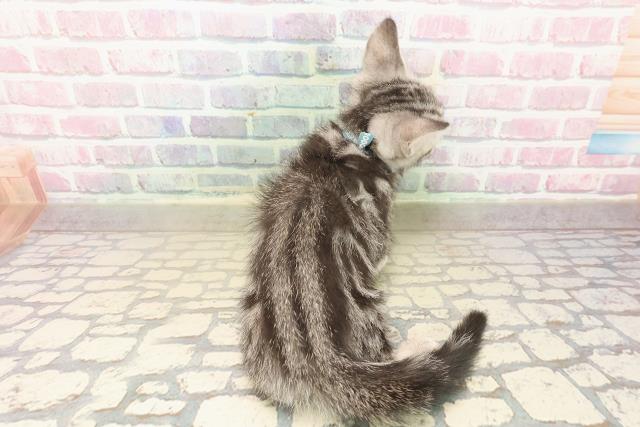 東京都のアメリカンショートヘアー (Coo&RIKU高円寺店/2025年9月23日生まれ/男の子/シルバータビー)の子猫の4枚目の画像