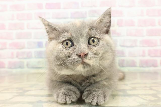 長野県のスコティッシュフォールド (Coo&RIKU綿半諏訪店/2025年9月25日生まれ/女の子/ブルークリーム)の子猫