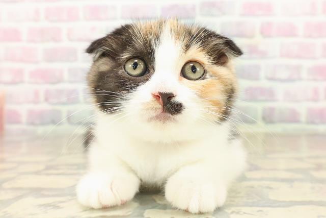 宮城県のスコティッシュフォールド (Coo&RIKU仙台太白店/2025年9月25日生まれ/女の子/キャリコ)の子猫の1枚目の画像