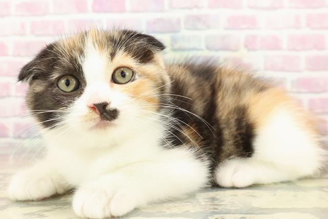 宮城県のスコティッシュフォールド (Coo&RIKU仙台太白店/2025年9月25日生まれ/女の子/キャリコ)の子猫の2枚目の画像