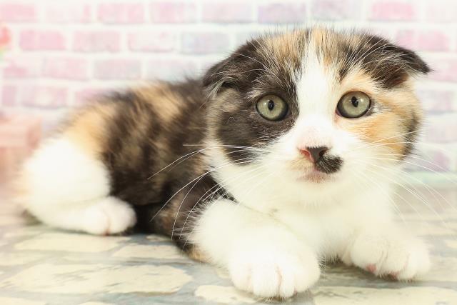 宮城県のスコティッシュフォールド (Coo&RIKU仙台太白店/2025年9月25日生まれ/女の子/キャリコ)の子猫の3枚目の画像