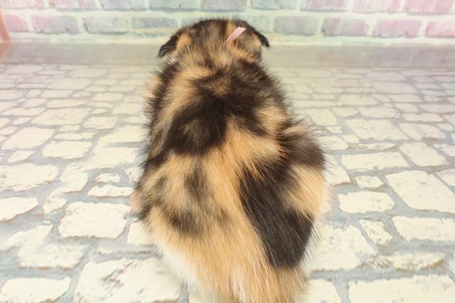 宮城県のスコティッシュフォールド (Coo&RIKU仙台太白店/2025年9月25日生まれ/女の子/キャリコ)の子猫の4枚目の画像