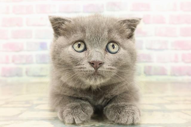 埼玉県のスコティッシュフォールド (Coo&RIKU川口戸塚店/2025年9月25日生まれ/女の子/ブルー)の子猫