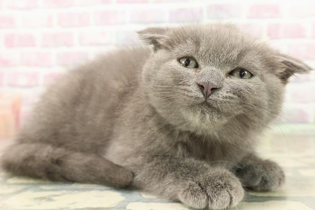 埼玉県のスコティッシュフォールド (Coo&RIKU川口戸塚店/2025年9月25日生まれ/女の子/ブルー)の子猫の3枚目の画像