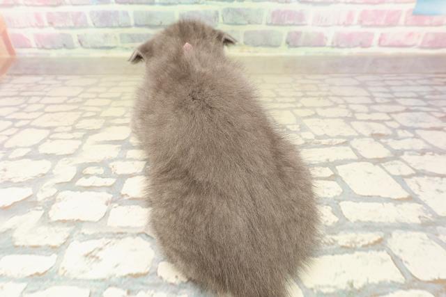 埼玉県のスコティッシュフォールド (Coo&RIKU川口戸塚店/2025年9月25日生まれ/女の子/ブルー)の子猫の4枚目の画像