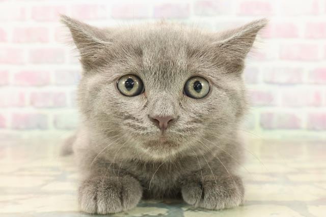 長野県のスコティッシュフォールド (Coo&RIKU綿半中野店/2025年9月25日生まれ/女の子/ブルー)の子猫