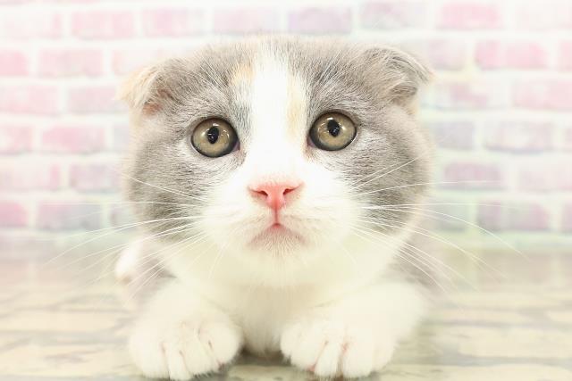 群馬県のスコティッシュフォールド (Coo&RIKU伊勢崎店/2025年9月25日生まれ/女の子/ダイリュートキャリコ)の子猫の1枚目の画像