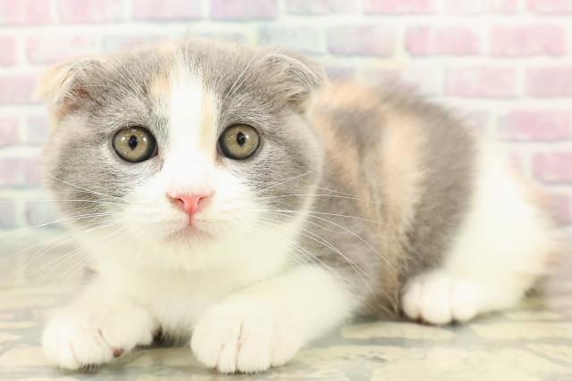 群馬県のスコティッシュフォールド (Coo&RIKU伊勢崎店/2025年9月25日生まれ/女の子/ダイリュートキャリコ)の子猫の2枚目の画像