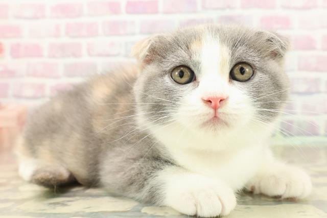 群馬県のスコティッシュフォールド (Coo&RIKU伊勢崎店/2025年9月25日生まれ/女の子/ダイリュートキャリコ)の子猫の3枚目の画像