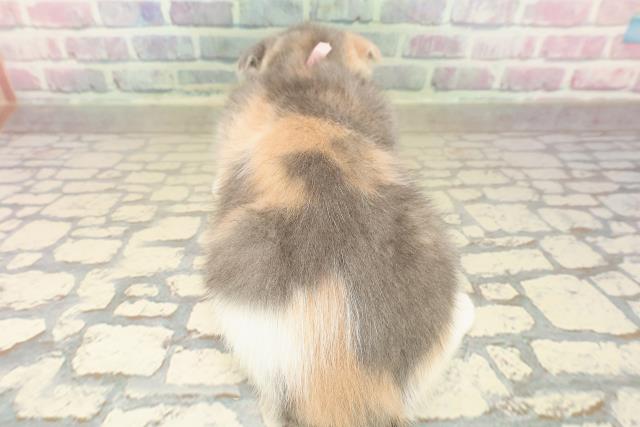 群馬県のスコティッシュフォールド (Coo&RIKU伊勢崎店/2025年9月25日生まれ/女の子/ダイリュートキャリコ)の子猫の4枚目の画像