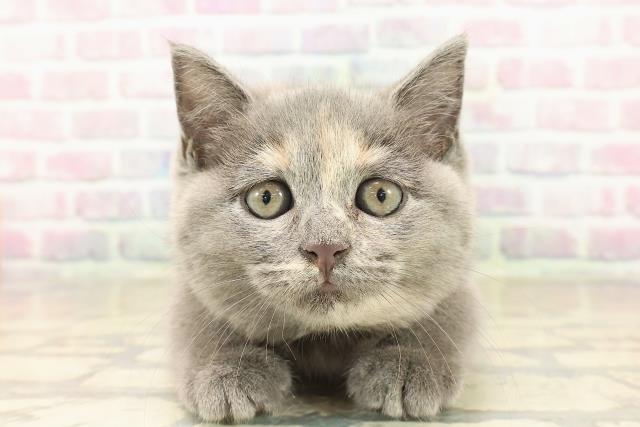 石川県のスコティッシュフォールド (Coo&RIKUイオン野々市南店/2025年9月25日生まれ/女の子/ブルークリーム)の子猫