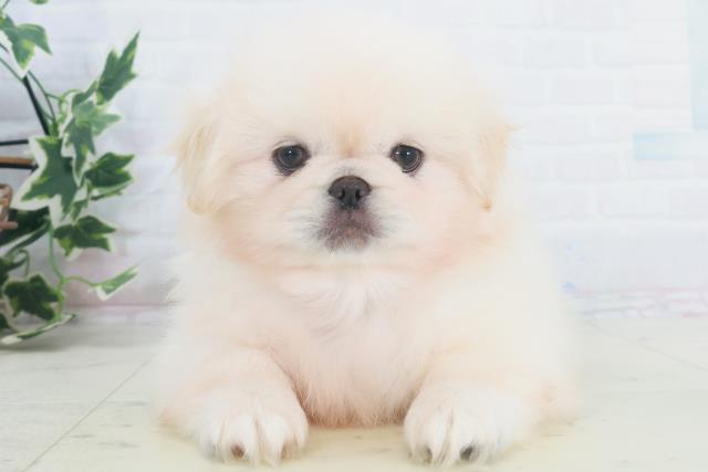 徳島県のペキニーズ (Coo&RIKU徳島店/2025年9月26日生まれ/男の子/クリーム)の子犬の1枚目の画像