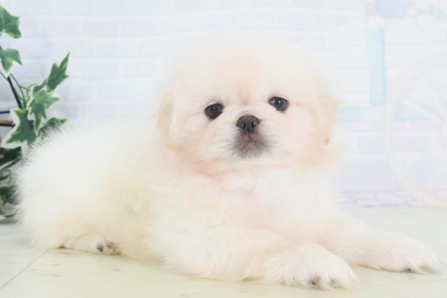 徳島県のペキニーズ (Coo&RIKU徳島店/2025年9月26日生まれ/男の子/クリーム)の子犬の2枚目の画像