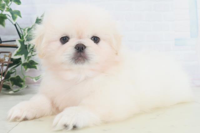 徳島県のペキニーズ (Coo&RIKU徳島店/2025年9月26日生まれ/男の子/クリーム)の子犬の3枚目の画像